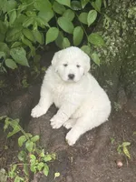 Jolene, a female Great Pyrenees for sale in Pierce City, MO – 3 of 4