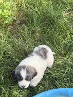 Roscoe, a male Great Pyrenees for sale in Pierce City, MO – 3 of 4