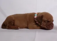 Hoss, a male Dogue de Bordeaux for sale in Pierce City, MO – 5 of 10