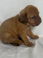 Hoss, a male Dogue de Bordeaux for sale in Pierce City, MO – 9 of 10