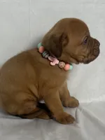 Hoss, a male Dogue de Bordeaux for sale in Pierce City, MO – 7 of 10