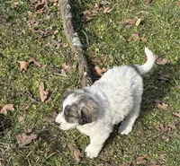 Rosey, a female Great Pyrenees for sale in Pierce City, MO – Photo 2 of 2
