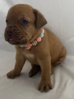 Hoss, a male Dogue de Bordeaux for sale in Pierce City, MO – 3 of 10