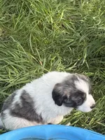 Roscoe, a male Great Pyrenees for sale in Pierce City, MO – 2 of 4