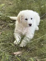 To bey, a male Great Pyrenees for sale in Pierce City, MO – 7 of 8
