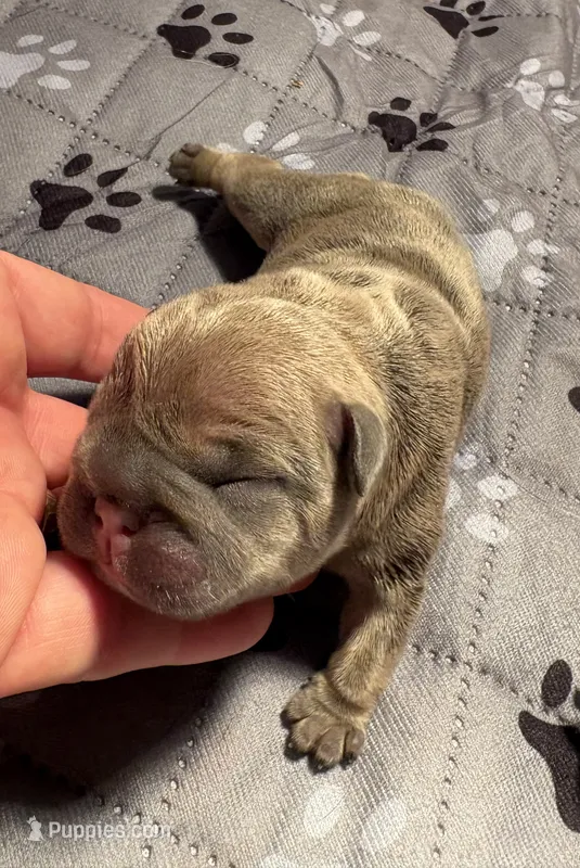 Stella – French Bulldog puppy for sale in Pierce City, MO