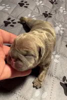 Stella, a female French Bulldog for sale in Pierce City, MO – 1 of 6
