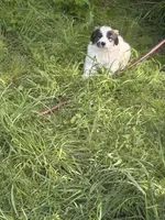 Roxanne, a female Great Pyrenees for sale in Pierce City, MO – 6 of 6