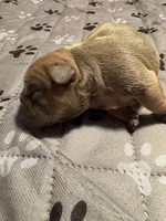 Stella, a female French Bulldog for sale in Pierce City, MO – 4 of 6