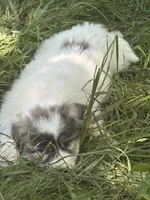 Roxanne, a female Great Pyrenees for sale in Pierce City, MO – 2 of 6