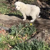 Jonah, a male Great Pyrenees for sale in Pierce City, MO – Photo 5 of 7