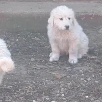 Jonah, a male Great Pyrenees for sale in Pierce City, MO – Photo 1 of 7