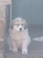 Jonah, a male Great Pyrenees for sale in Pierce City, MO – Photo 1 of 4