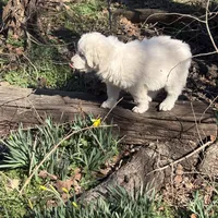 Jonah, a male Great Pyrenees for sale in Pierce City, MO – Photo 7 of 7