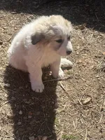 Jonah, a male Great Pyrenees for sale in Pierce City, MO – Photo 4 of 4