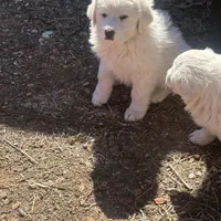 Jonah, a male Great Pyrenees for sale in Pierce City, MO – Photo 3 of 7