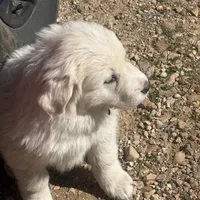 Jonah, a male Great Pyrenees for sale in Pierce City, MO – Photo 4 of 7