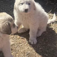 Jonah, a male Great Pyrenees for sale in Pierce City, MO – Photo 2 of 7