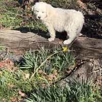 Jonah, a male Great Pyrenees for sale in Pierce City, MO – Photo 6 of 7