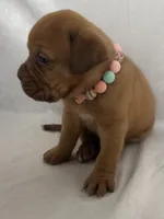 Hoss, a male Dogue de Bordeaux for sale in Pierce City, MO – 2 of 10