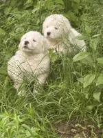 Georgia, a female Great Pyrenees for sale in Pierce City, MO – 4 of 4