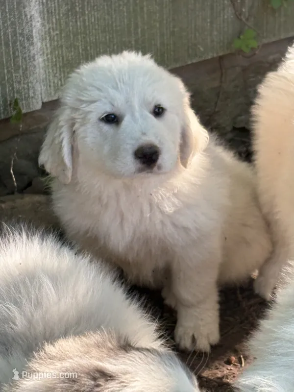 To bey – Great Pyrenees puppy for sale in Pierce City, MO
