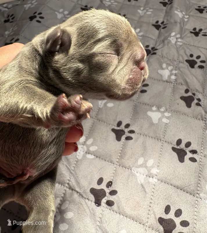 Silas – French Bulldog puppy for sale in Pierce City, MO