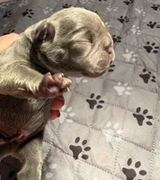 Silas, a male French Bulldog for sale in Pierce City, MO – 1 of 7