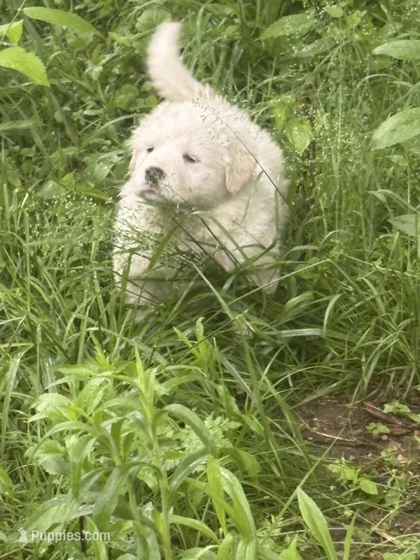 Georgia – Great Pyrenees puppy for sale in Pierce City, MO