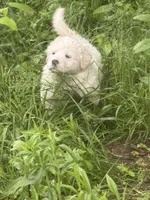 Georgia, a female Great Pyrenees for sale in Pierce City, MO – 1 of 4