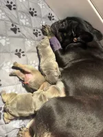 Silas, a male French Bulldog for sale in Pierce City, MO – 7 of 7