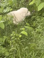 Georgia, a female Great Pyrenees for sale in Pierce City, MO – 2 of 4