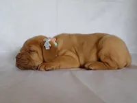 Gus, a male Dogue de Bordeaux for sale in Pierce City, MO – 4 of 9