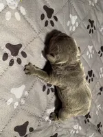 Silas, a male French Bulldog for sale in Pierce City, MO – 5 of 7