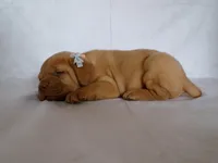 Gus, a male Dogue de Bordeaux for sale in Pierce City, MO – 6 of 9