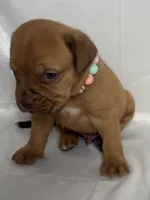 Hoss, a male Dogue de Bordeaux for sale in Pierce City, MO – 4 of 10