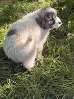 Roxanne, a female Great Pyrenees for sale in Pierce City, MO – 4 of 6
