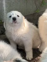 To bey, a male Great Pyrenees for sale in Pierce City, MO – 3 of 8