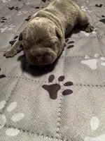 Silas, a male French Bulldog for sale in Pierce City, MO – 3 of 7