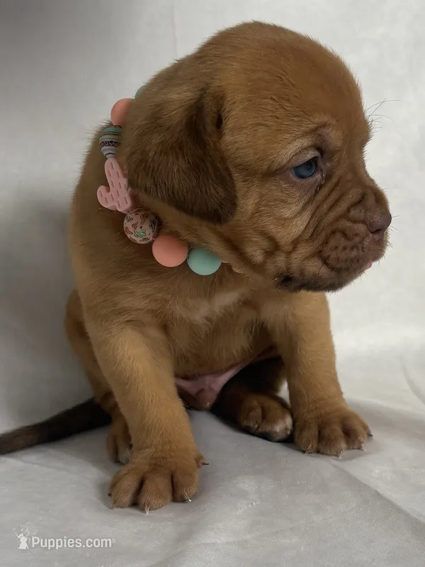 Hoss – Dogue de Bordeaux puppy for sale in Pierce City, MO