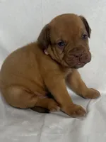 Hoss, a male Dogue de Bordeaux for sale in Pierce City, MO – 10 of 10