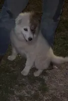Micky, a female Great Pyrenees for sale in Pierce City, MO – Photo 1 of 6