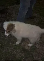 Micky, a female Great Pyrenees for sale in Pierce City, MO – Photo 2 of 6