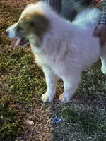 Micky, a female Great Pyrenees for sale in Pierce City, MO – Photo 5 of 6
