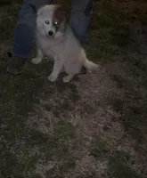 Micky, a female Great Pyrenees for sale in Pierce City, MO – Photo 4 of 6