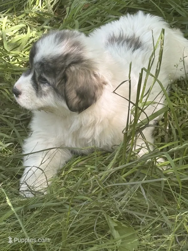 Roxanne – Great Pyrenees puppy for sale in Pierce City, MO