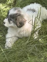 Roxanne, a female Great Pyrenees for sale in Pierce City, MO – 1 of 6