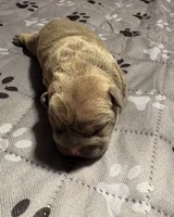 Stella, a female French Bulldog for sale in Pierce City, MO – 3 of 6