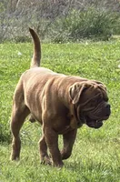 Gus, a male Dogue de Bordeaux for sale in Pierce City, MO – 7 of 9