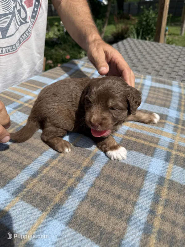Mocha – Miniature Aussiedoodle puppy for sale in Christopher, IL